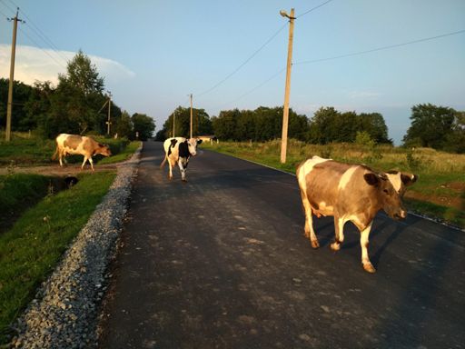 тьолочки на віцечку))