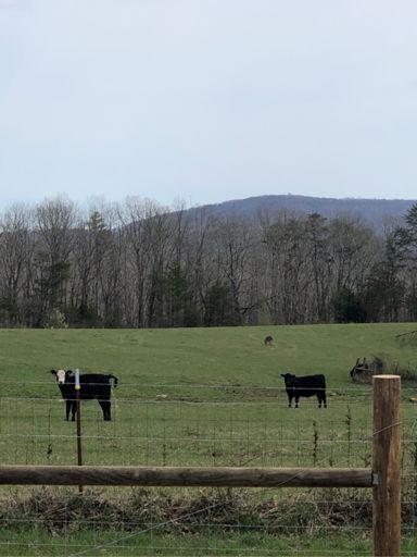 Black mountain from below. Don’t mind the cow.