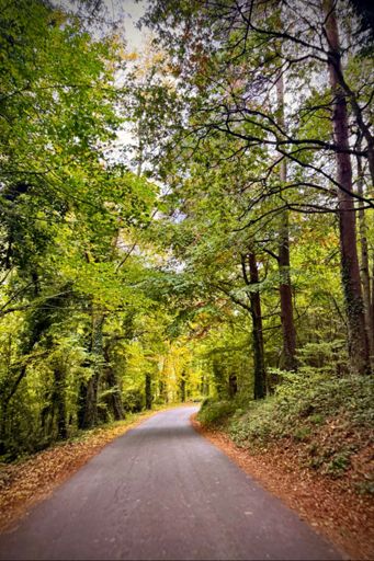 Hidden corner of Cockyard that felt quite Belgian Ardennes-like ☺️