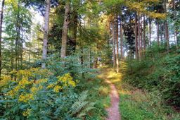 Abreschviller Walscheid