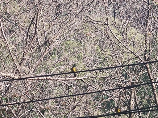 the chunky bright bulbulls as I finally got a coffee around 2pm ;)