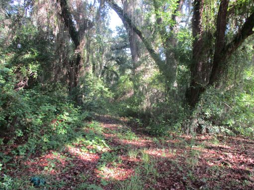 One of the trails like this had an animated dinosaur that ran along a rail. It had moving limbs and made sounds like dinosaurs did! Evidently the remains of this machine can still be seen but I was not equipped for this kind of investigation.