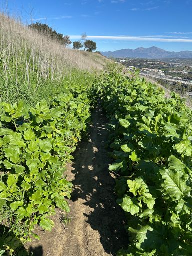 Gunnar’s…I’ll start some trimming  with the trimming will be greatly appreciated 