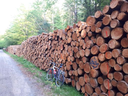 Ne Menge Holz im Wienertal