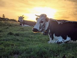 Crapahutage matinal dans les hautes vosges