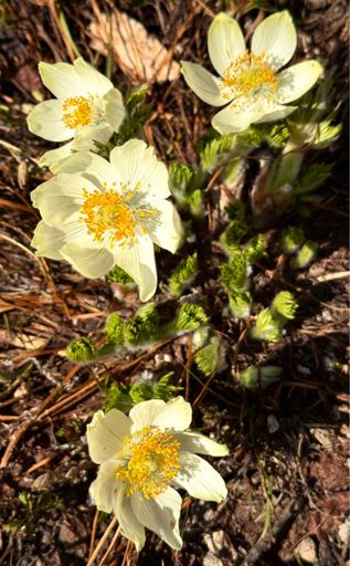 Pasqueflower. Only a few along the upper trail.