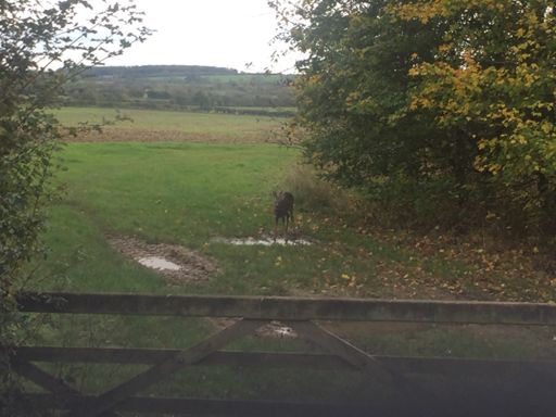 Deer drinking from a puddle.