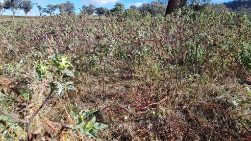Some paddocks are chock-a-block full of Datura, once the seeds harden and fall, it is going to be puncture central.
