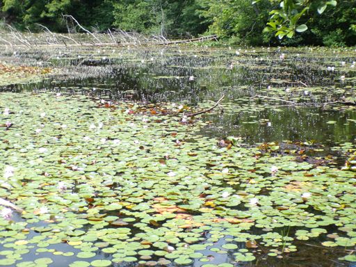 lily pads on Lake Lenape