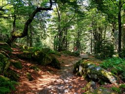 Autour du Tanet-Gazon du Faing