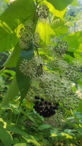 Aralia californica/California spikenard
