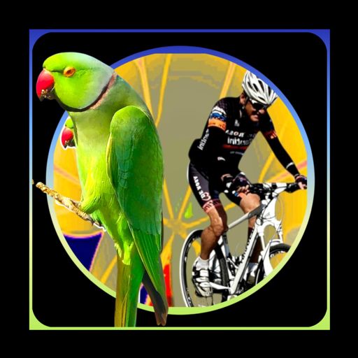 Da auf der Insel gibt es viele Papageien....

Auf Lanzarote gibt es keine endemischen Papageienarten, aber verwilderte Populationen von Mönchssittichen (Myiopsitta monachus) haben sich etabliert und sind oft in Parks und städtischen Gebieten zu sehen, ähnlich wie auf Nachbarinseln wie Fuerteventura; auch Halsbandsittiche (Psittacula krameri) breiten sich auf den Kanaren generell aus, werden aber nicht so stark mit Lanzarote assoziiert wie die Mönchssittiche. 

Die Fundación Neotrópico ist verantwortlich für die Kontrolle der freilebenden Papageien auf der gesamten Insel Teneriffa, aber die meisten Anstrengungen konzentrieren sich in der Hauptstadt, La Laguna, und im südlichen Teil der Insel, in Las Galletas. Bei der letzten Zählung vor etwa drei Jahren wurden etwa 300 Exemplare dieser Papageien gezählt. Inzwischen wird angenommen, dass ihre Zahl deutlich gestiegen ist, und das hat Konsequenzen. 