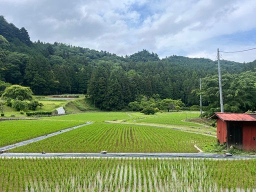 白鷺が何かを捕食してる