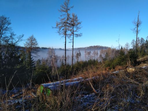 Nebel über dem Silberbach