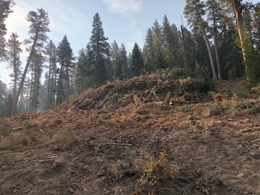 Timber Trail, aptly named, though the first two days were pristine