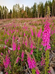 Lamproy, Grand Rougimont, Grand retour