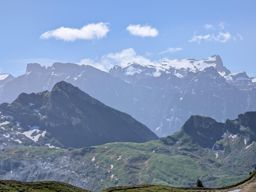 Fluebrig