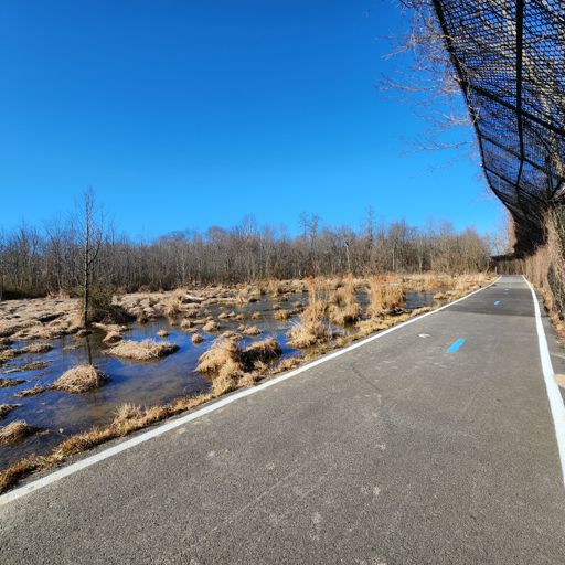 Wetlands along the Paint Branch Trail, just north of the Univ. of MD College Park
