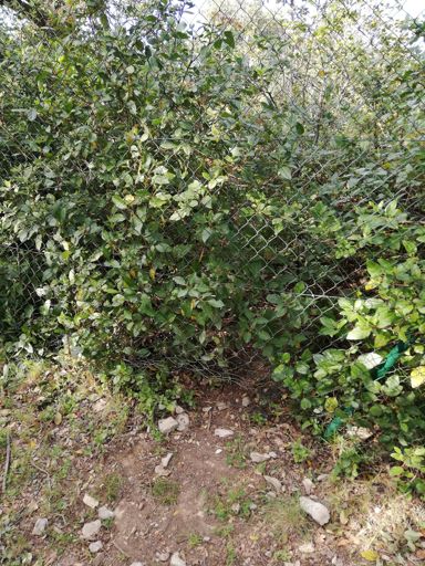 Trou par lesquels sont passés sous mes yeux 10 gros sangliers et une trentaine de sanglier