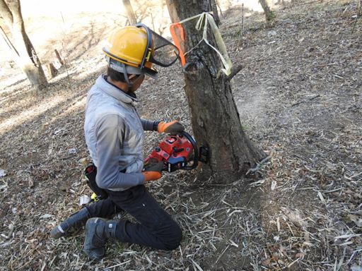 枯木の伐倒。受け口切りは難しい。