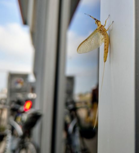 Dave's Yellow Mayfly