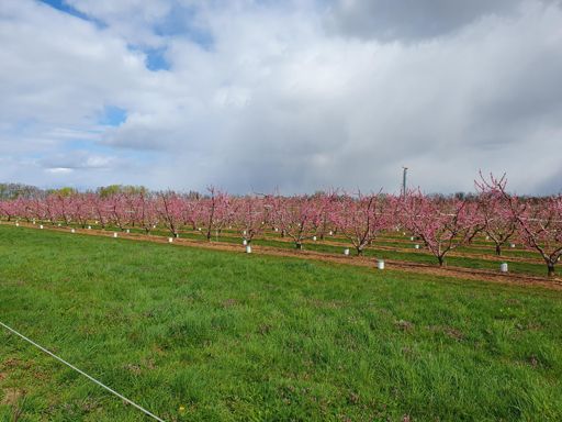Abricotiers du côté de Sigolsheim