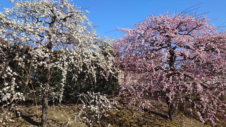 ピンクの花びらもなかなか。