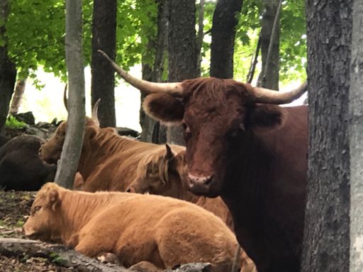 Highlanders were hiding in the woods!