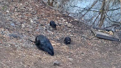 Ale gigantyczne szczury xD