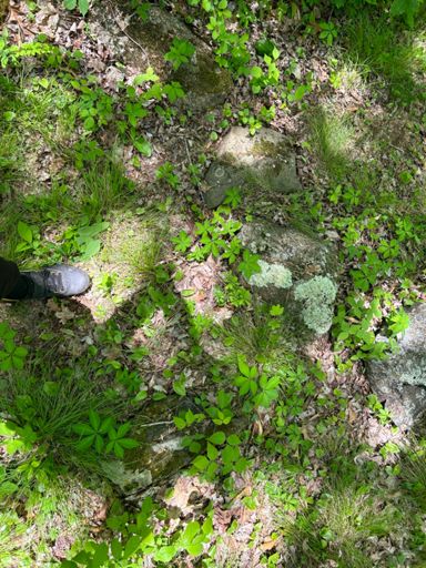 Cool serpent aligned rocks only some idiots rolled a few out some years ago. The white rock shaped like the head is still there. I didn't put it back together cause I might be misinterpreting the thing and only idiots move embedded rocks without a good purpose.