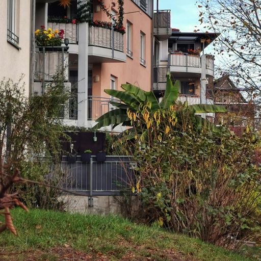 Bananenbaum im November... 🤔🌡️