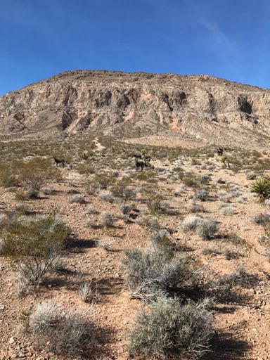 9 donkeys chillin with us