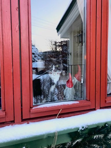 En som synes det er spennende å se matfar tøye ut… 