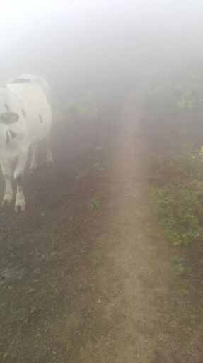 El fantasma de las 4 patas