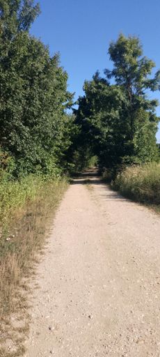 Afternoon Walk