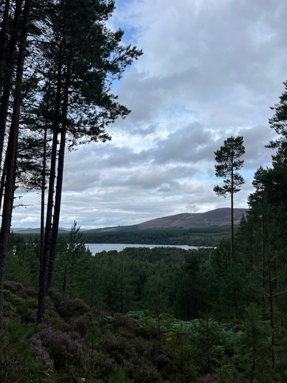 MTB Glenmore Loop 12.9 mi Cycling Route on Strava