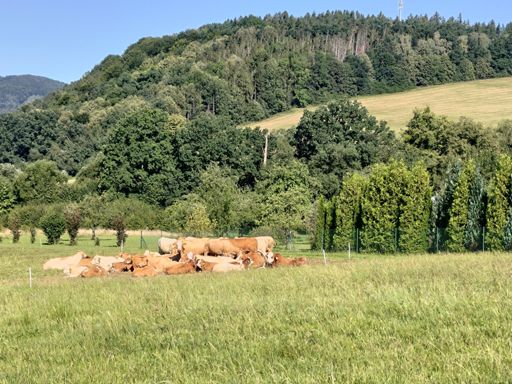 Cows close to Frenštát.