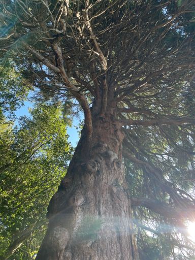 Massive sequoia tree