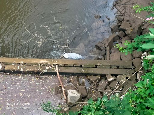 Reiger zit te wachten tot er een vis uit de pijp komt🎣