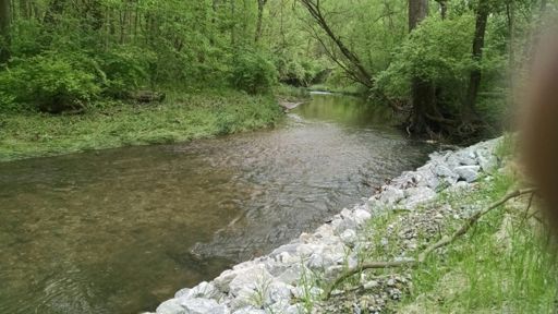 Trailside creek