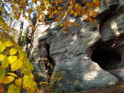 Dans ma prison dorée