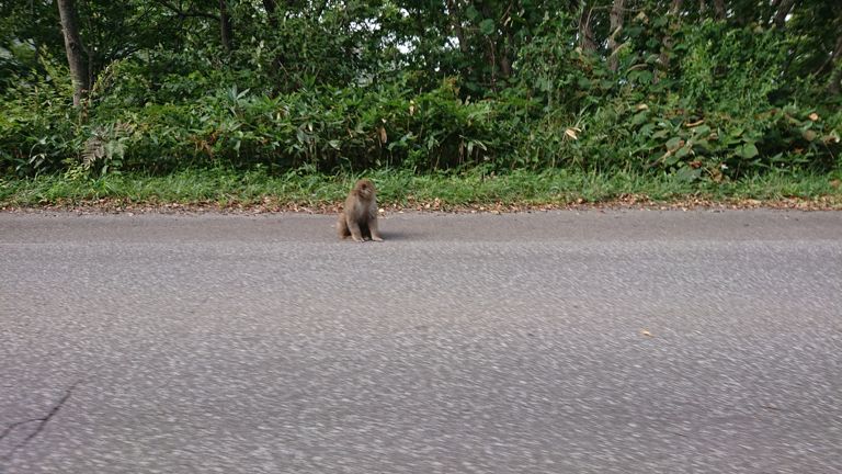 猿🐒～!　車が来ても動かない...