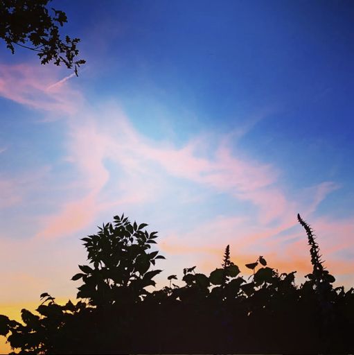 Blue skies with pink clouds in front of a hedge in silhouette at sunset.