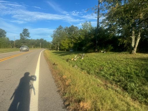 A gaggle of ducks and chickens fleeing as I approached
