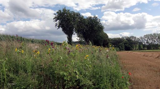 Sunflowers are out at last and they look glorious