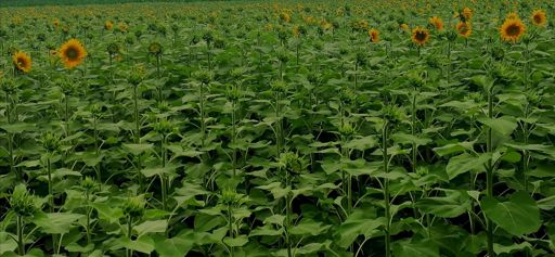 struggling sunflowers