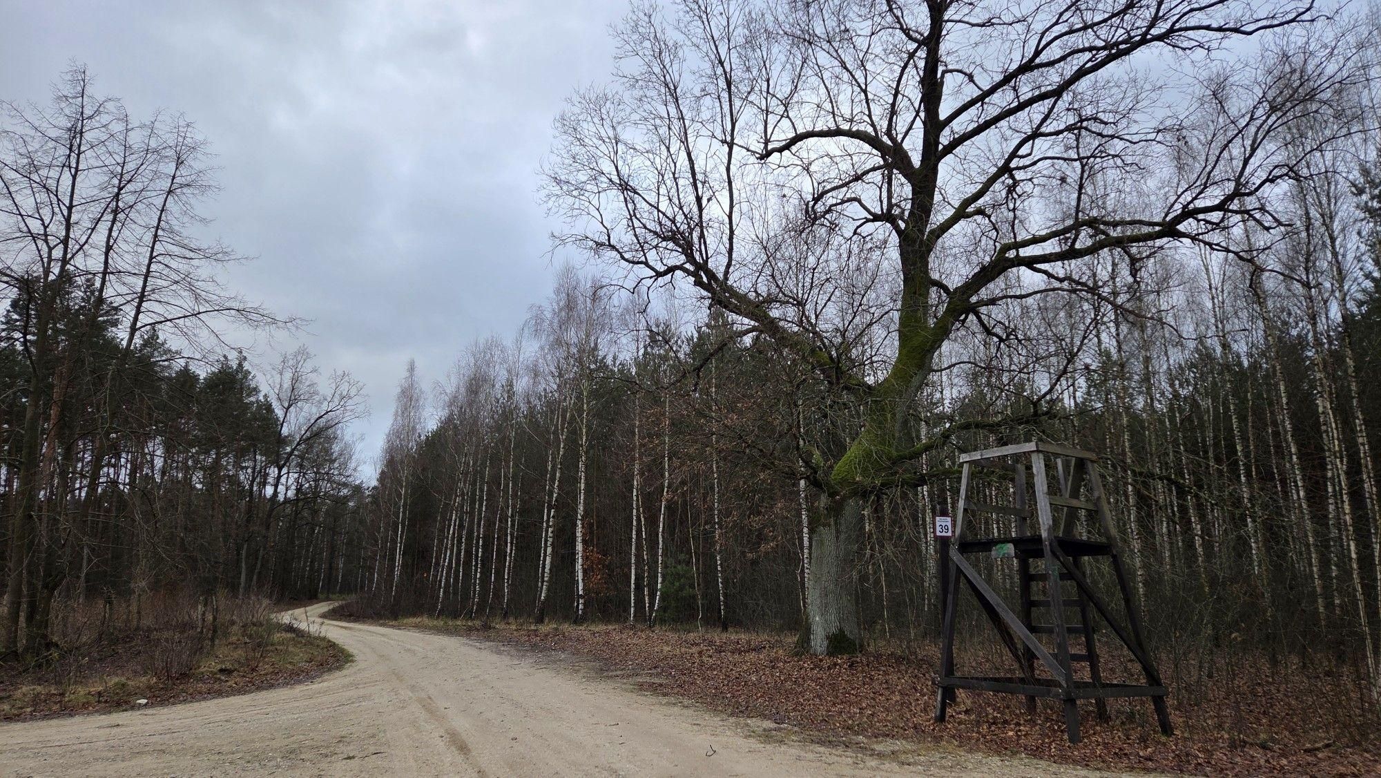 Fajne szutrostrady z Lipianki do Kruszewa przez las