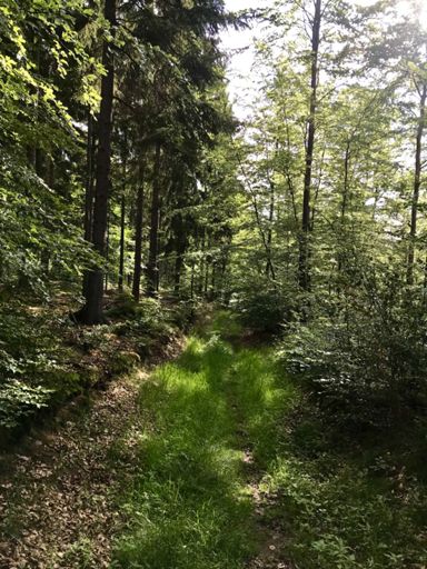 Zugewachsene einsame Pfade