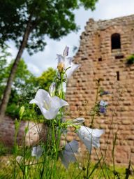 Guirbaden Heindenkopf