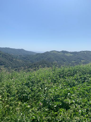 Meeting spot, only area with cell reception out here.